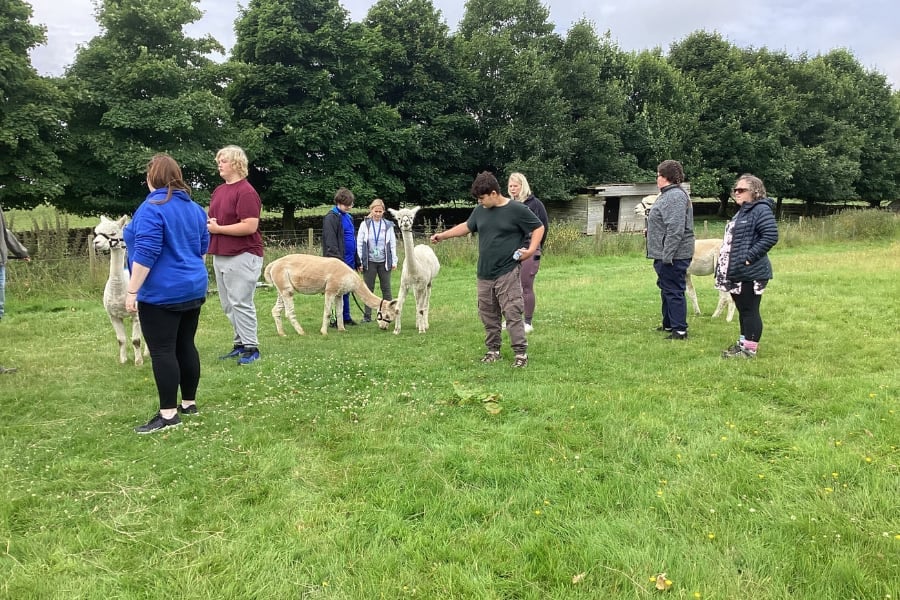 Brandon’s Alpaca Adventure Featured Image