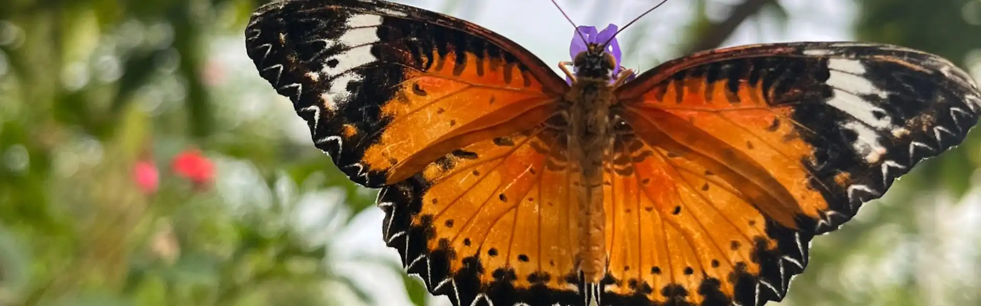 Learning about butterflies Featured Image