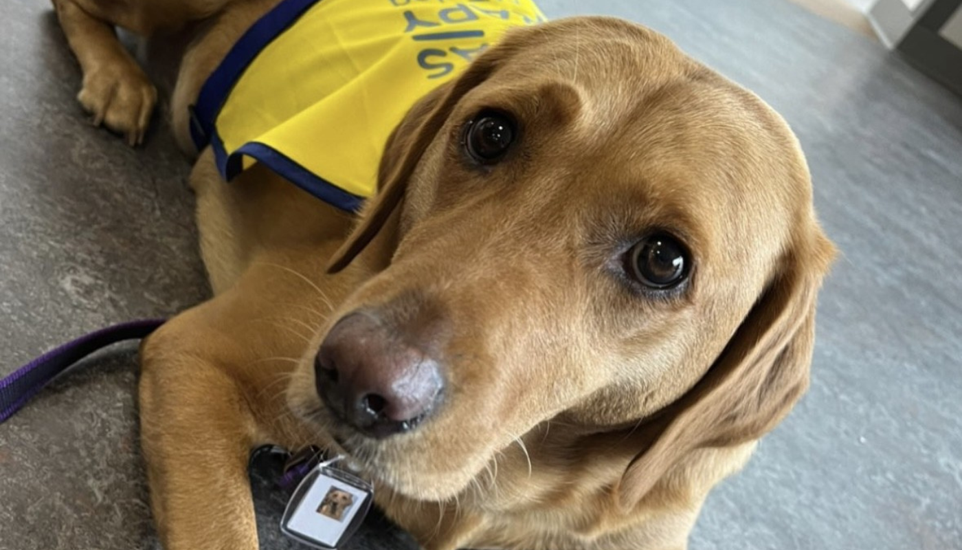 Picture of a Labrador dog wearing a vest